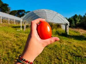 Projeto Ra&iacute;zes conecta agricultura familiar &agrave; cadeia de alimentos da Risotol&acirc;ndia
